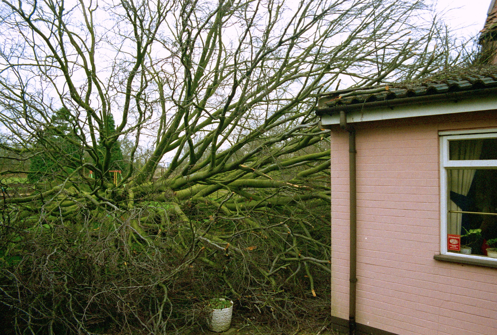 A Fallen Tree at The Swan, Brome, Suffolk - January 21st 2001: The tree behind the pub