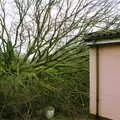 The tree behind the pub, A Fallen Tree at The Swan Inn, Brome, Suffolk - January 21st 2001