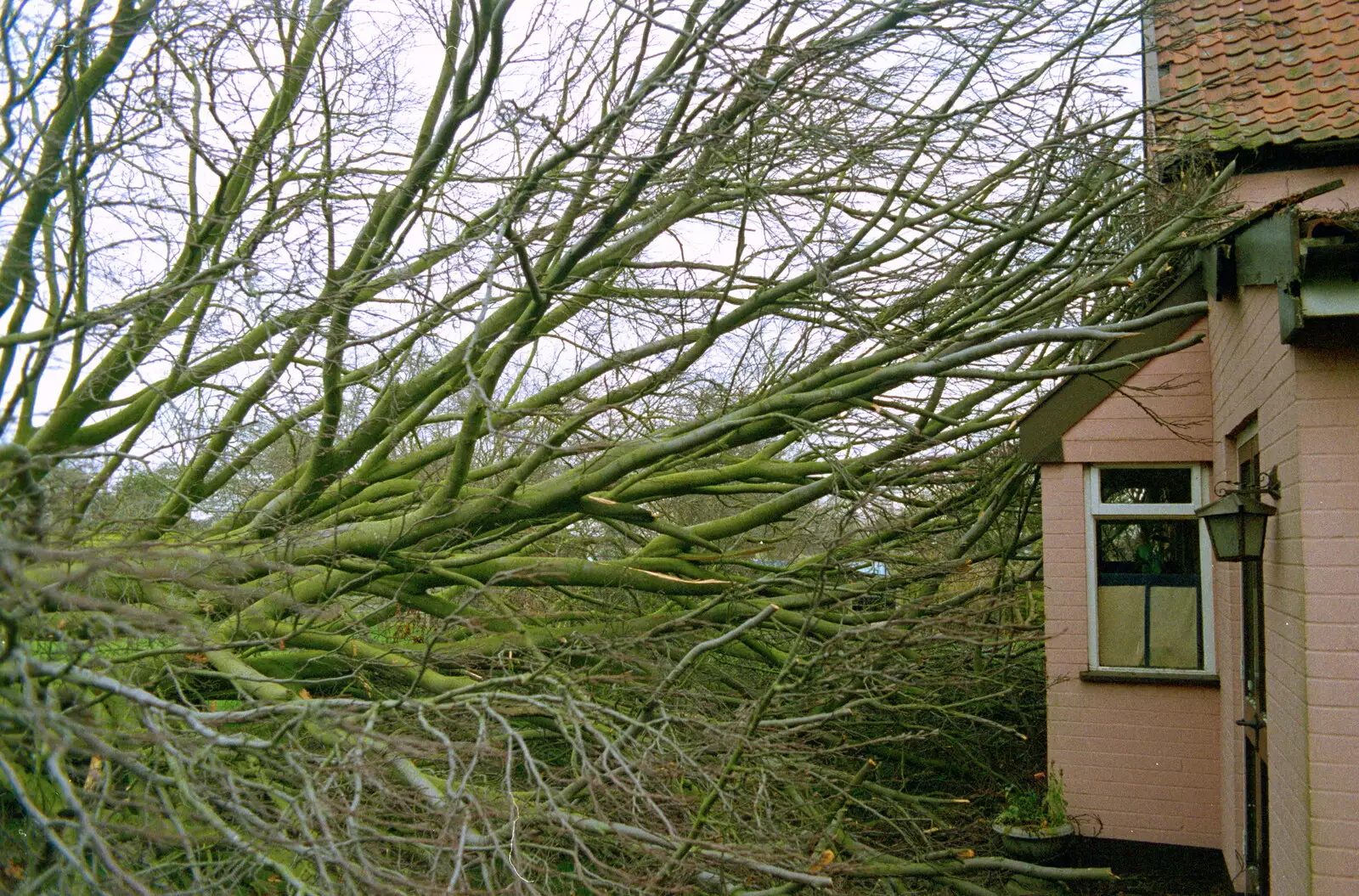 The tree meets the pub, from A Fallen Tree at The Swan Inn, Brome, Suffolk - January 21st 2001