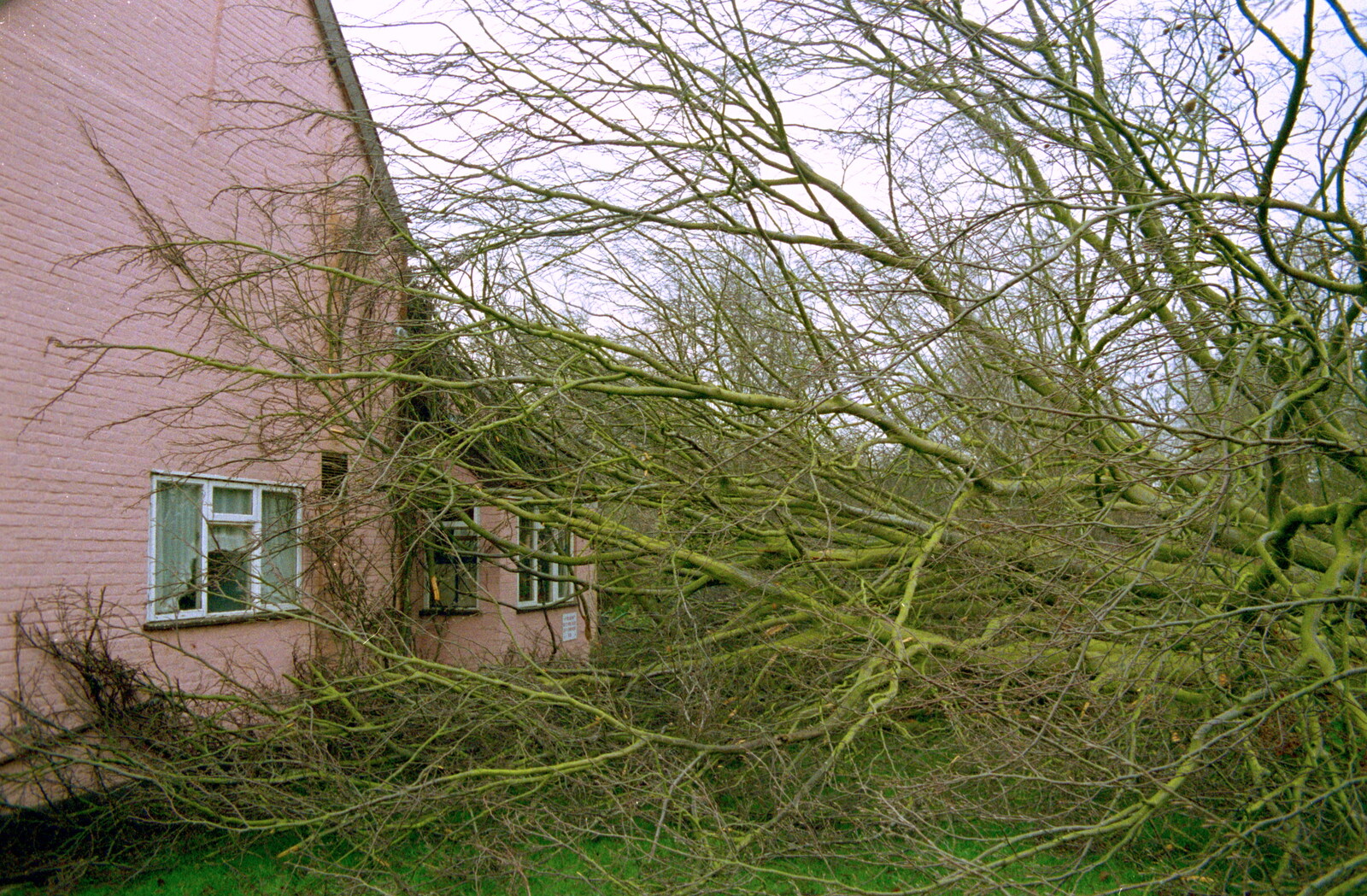 A Fallen Tree at The Swan, Brome, Suffolk - January 21st 2001: Tree!