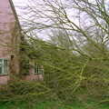 Tree!, A Fallen Tree at The Swan Inn, Brome, Suffolk - January 21st 2001