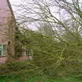 Tree!, A Fallen Tree at The Swan Inn, Brome, Suffolk - January 21st 2001