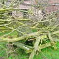 A bench is the only thing that got properly trashed, A Fallen Tree at The Swan Inn, Brome, Suffolk - January 21st 2001