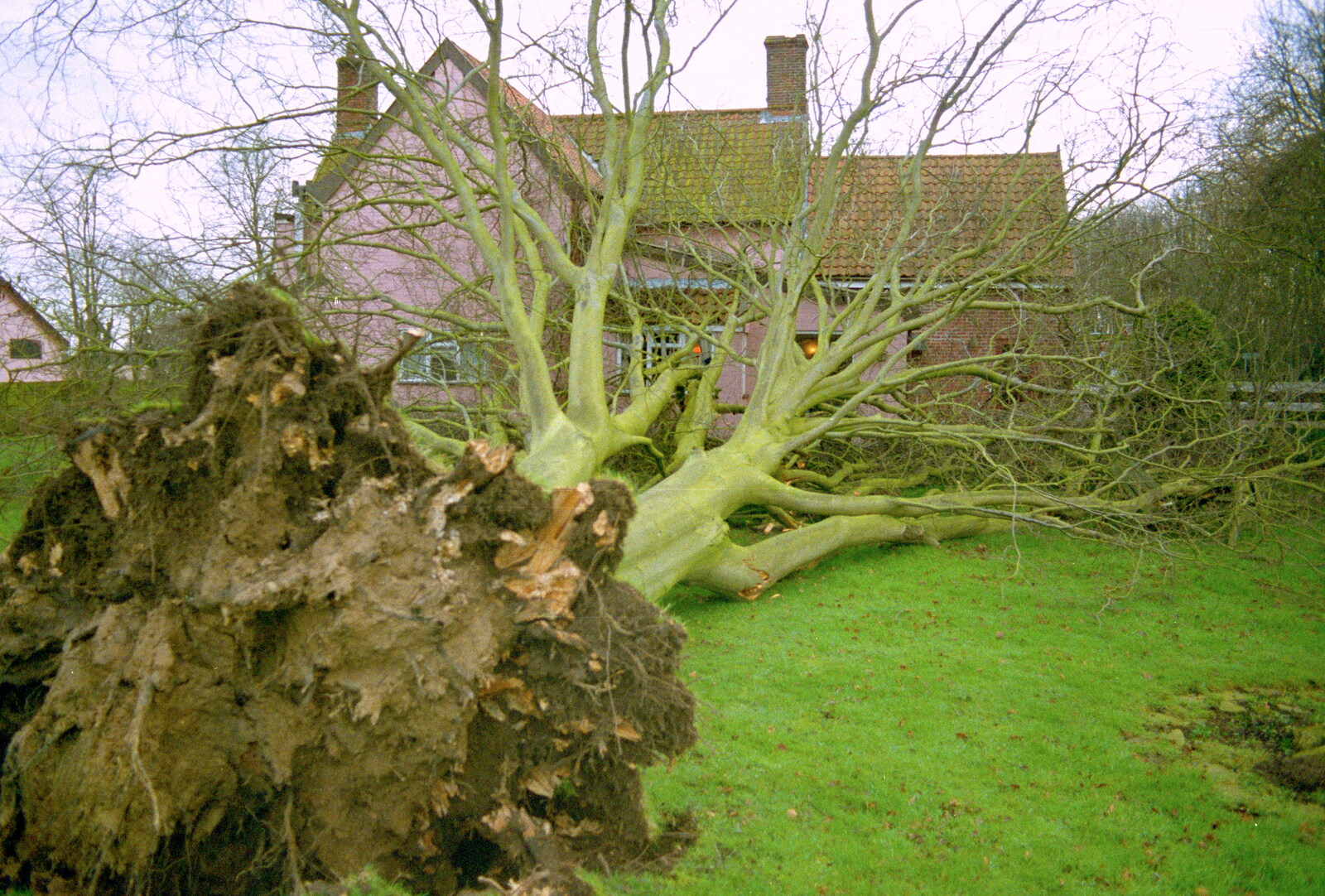 A view of the tree and stump from the back garden from A Fallen Tree at The Swan Inn, Brome, Suffolk - January 21st 2001