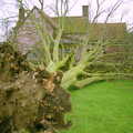 A view of the tree and stump from the back garden, A Fallen Tree at The Swan Inn, Brome, Suffolk - January 21st 2001