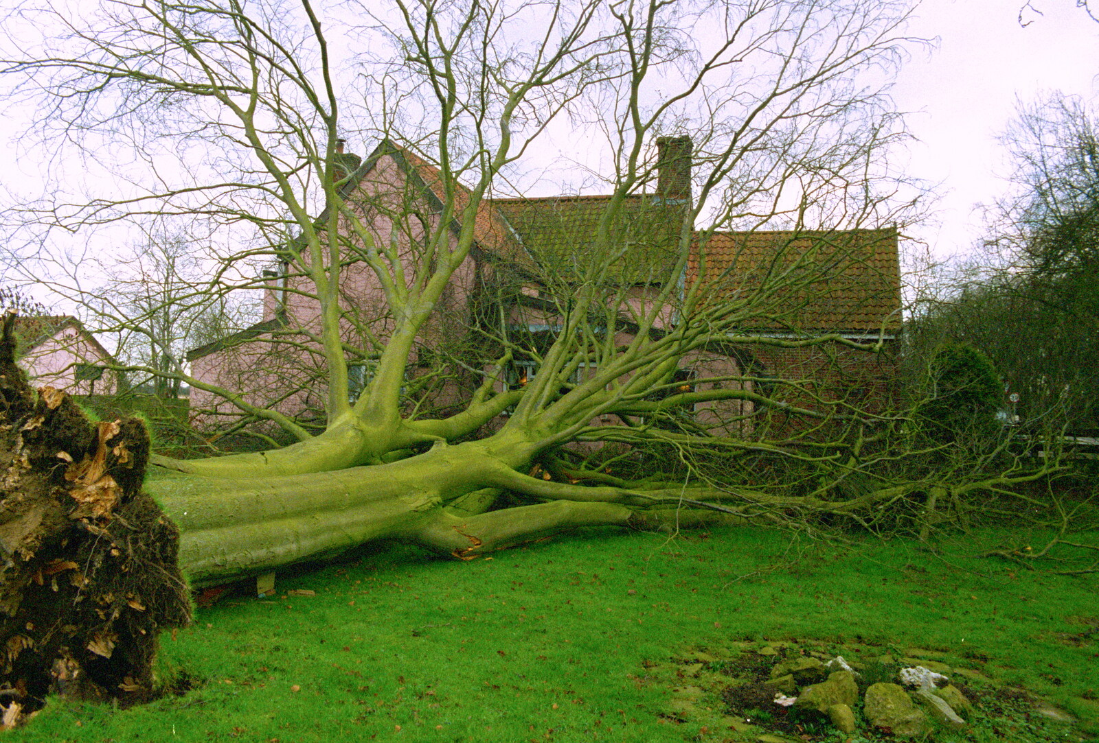 Another view of the fallen tree from A Fallen Tree at The Swan Inn, Brome, Suffolk - January 21st 2001