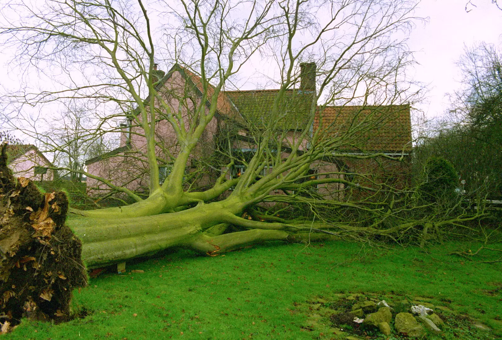 Another view of the fallen tree, from A Fallen Tree at The Swan Inn, Brome, Suffolk - January 21st 2001