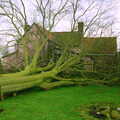 Another view of the fallen tree, A Fallen Tree at The Swan Inn, Brome, Suffolk - January 21st 2001