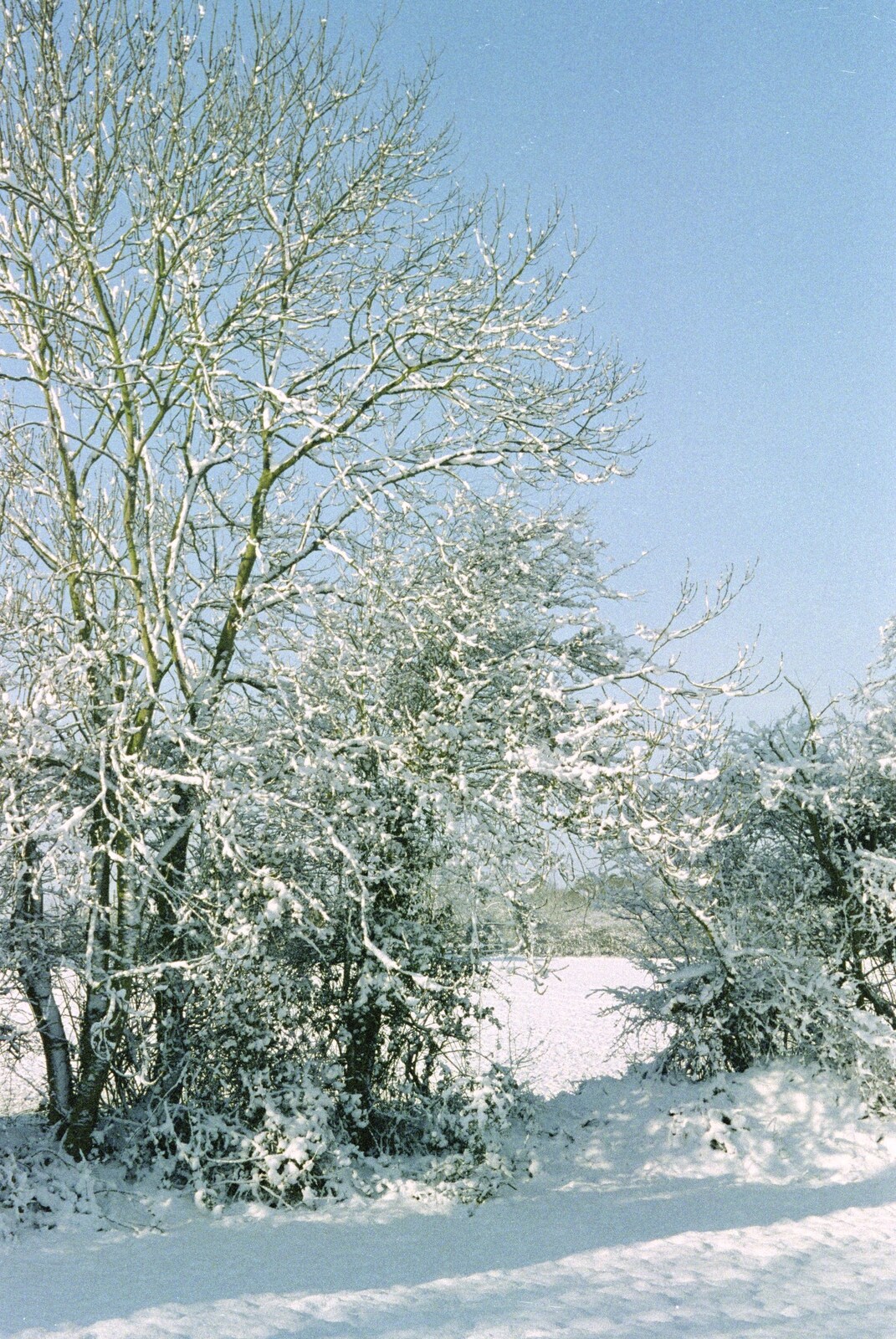 Snow on the ash tree from 3G Lab, and Building a Staircase, Brome, Suffolk - 11th February 2001