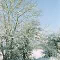 Snow on the ash tree, 3G Lab, and Building a Staircase, Brome, Suffolk - 11th February 2001