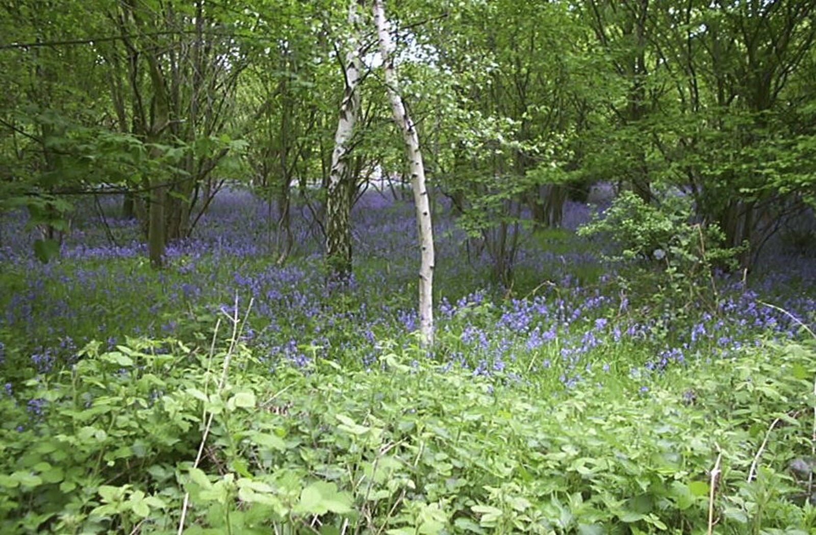 A bluebell wood on the way round from The BSCC Annual Bike Ride, Marquess of Exeter, Oakham, Rutland - 12th May 2001