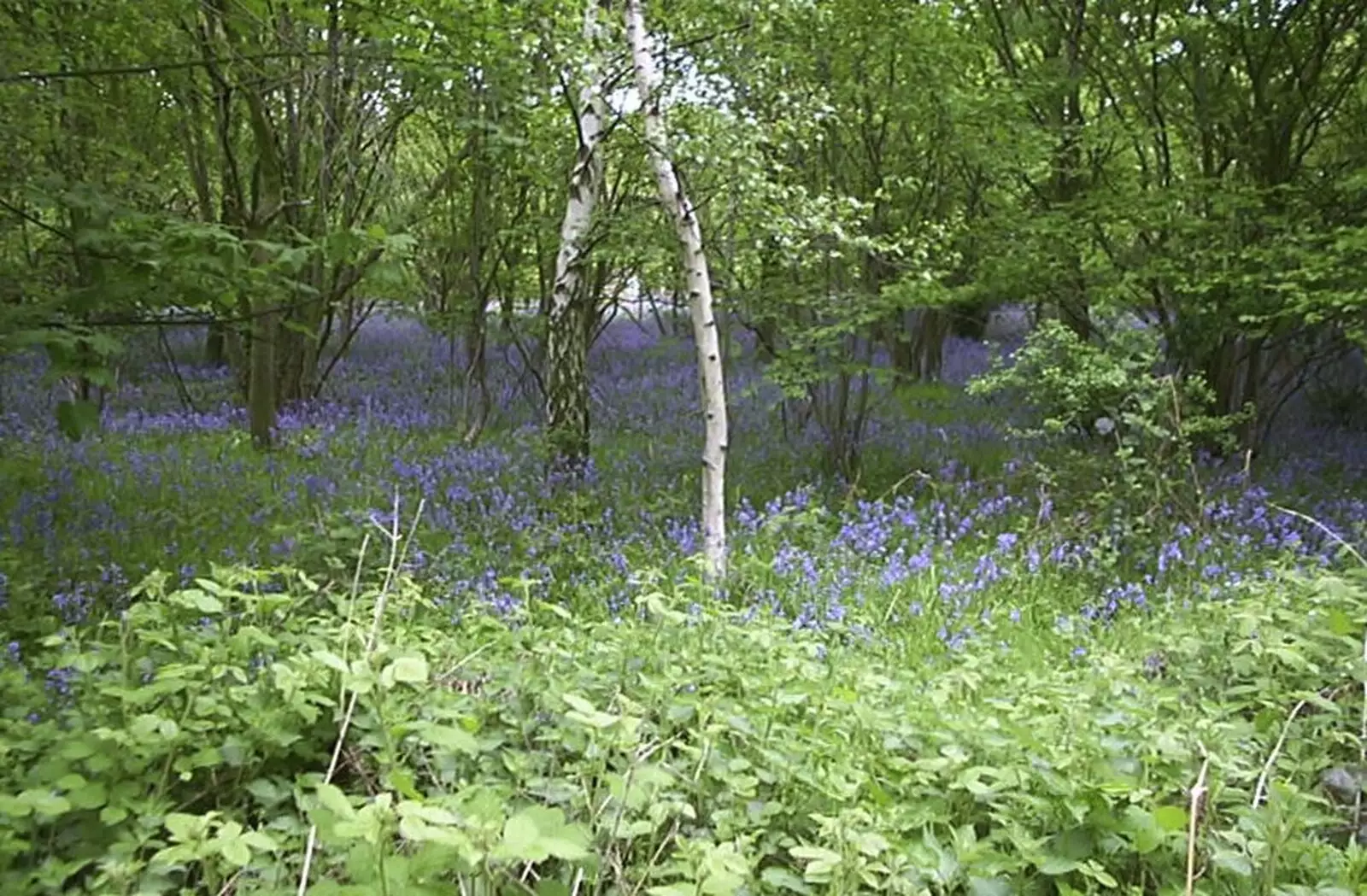 A bluebell wood on the way round, from The BSCC Annual Bike Ride, Marquess of Exeter, Oakham, Rutland - 12th May 2001