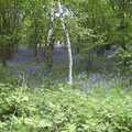 The BSCC Annual Bike Ride, Marquess of Exeter, Oakham, Rutland - 12th May 2001, A bluebell wood on the way round