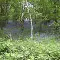 A bluebell wood on the way round, The BSCC Annual Bike Ride, Marquess of Exeter, Oakham, Rutland - 12th May 2001