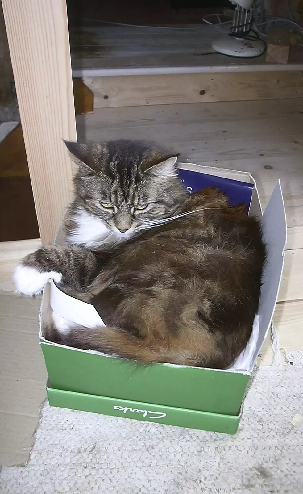 Sophie's in a shoebox, from June Randomness, Brome, Suffolk - 15th June 2001