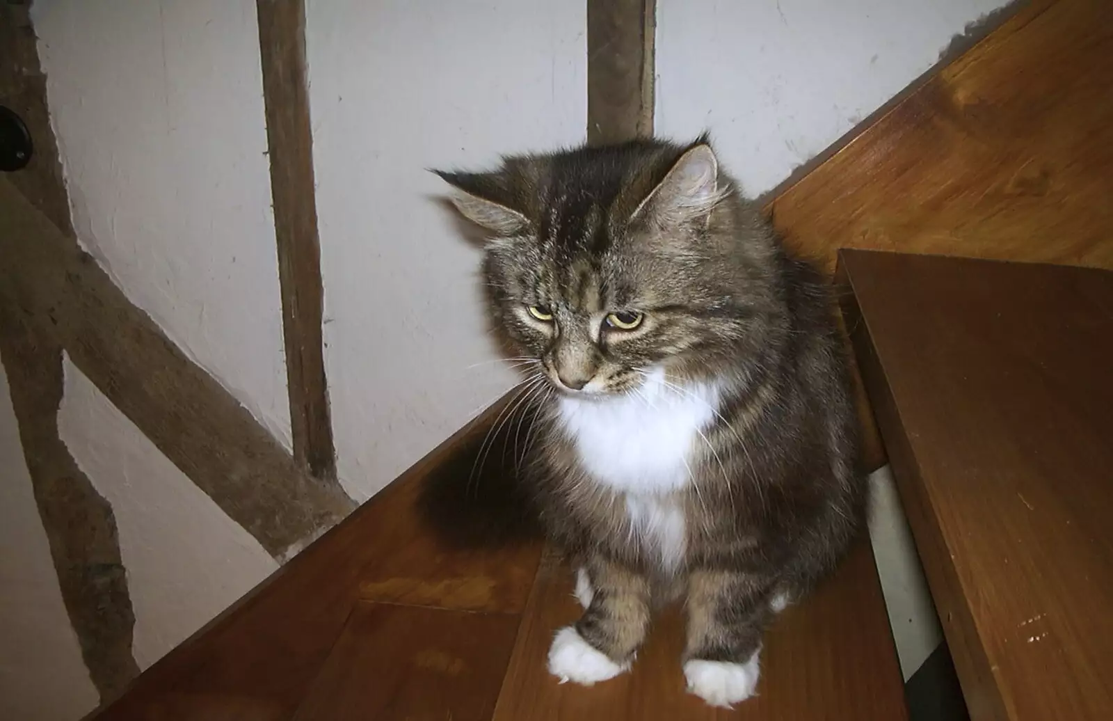 Soph-bags on the stairs, from June Randomness, Brome, Suffolk - 15th June 2001