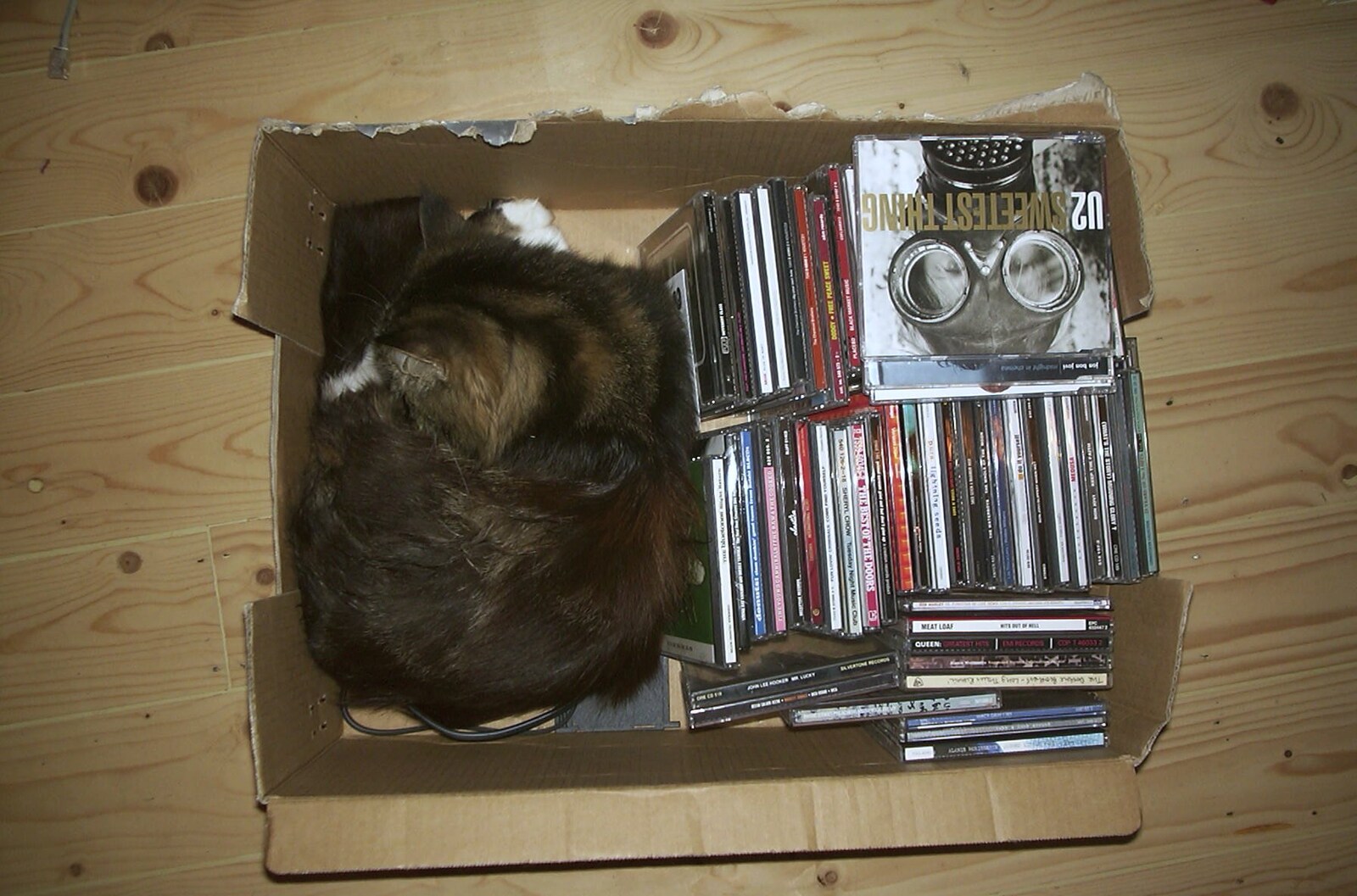 Sophie sleeps in a box, with a load of CDs from June Randomness, Brome, Suffolk - 15th June 2001