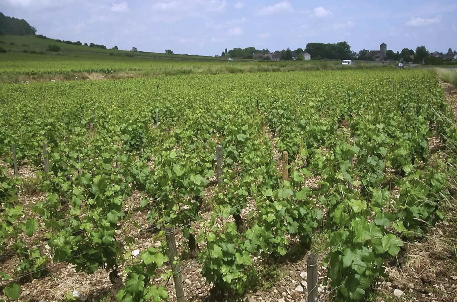 The vineyards of Burgundy, from A Short Holiday in Chivres, Burgundy, France - 21st July 2001