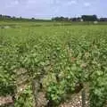 The vineyards of Burgundy, A Short Holiday in Chivres, Burgundy, France - 21st July 2001