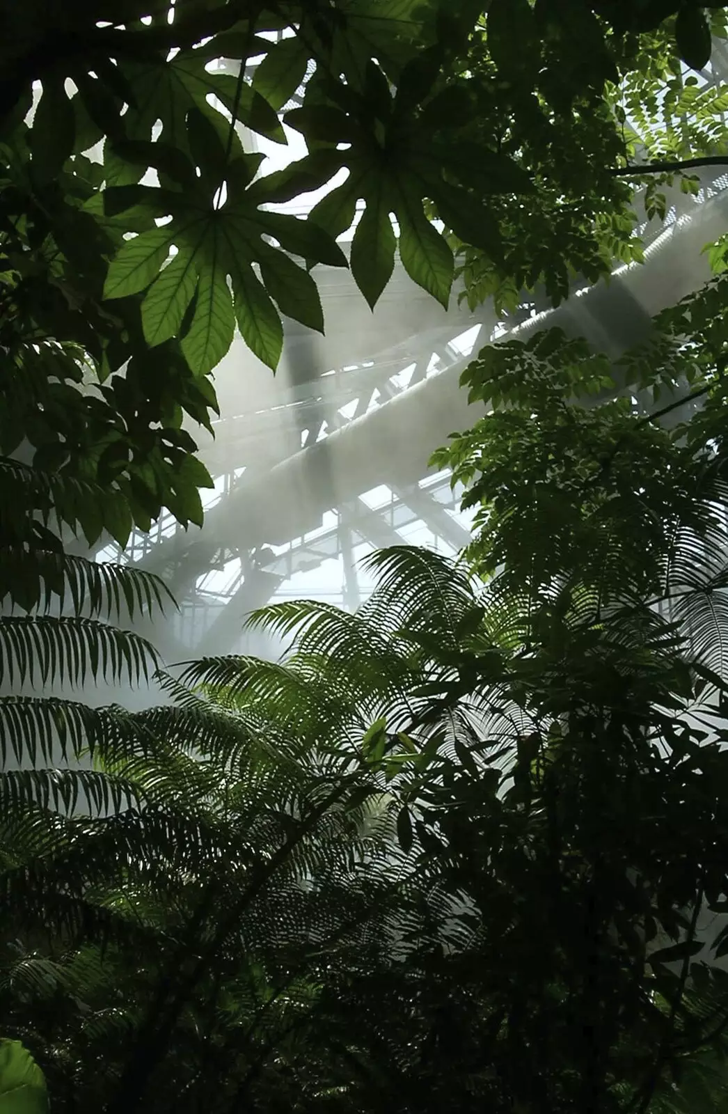 Steamy palm trees, from A Trip to Hong Kong, China - 11th August 2001