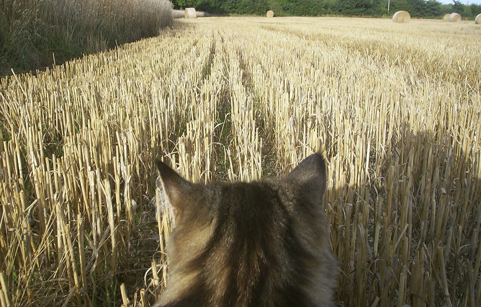 A cat's-eye view over the stubble  from 3G Lab Moves Offices, Milton Road, Cambourne and Cambridge - 27th August 2001
