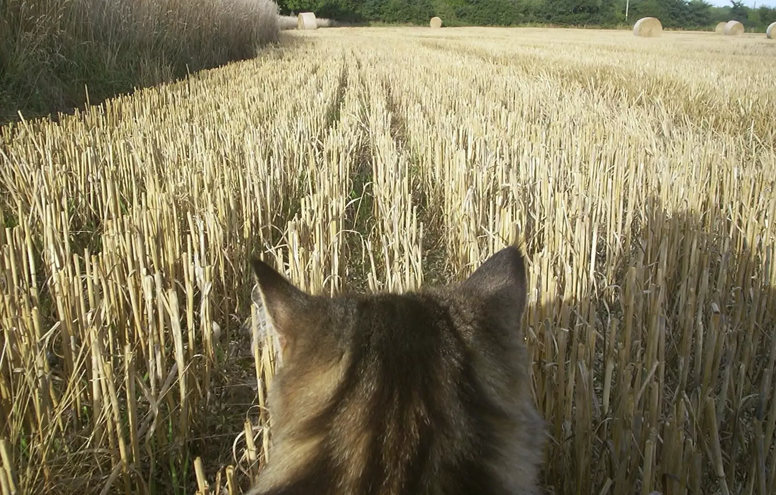 A cat's-eye view over the stubble , from 3G Lab Moves Offices, Milton Road, Cambourne and Cambridge - 27th August 2001