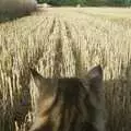 A cat's-eye view over the stubble , 3G Lab Moves Offices, Milton Road, Cambourne and Cambridge - 27th August 2001