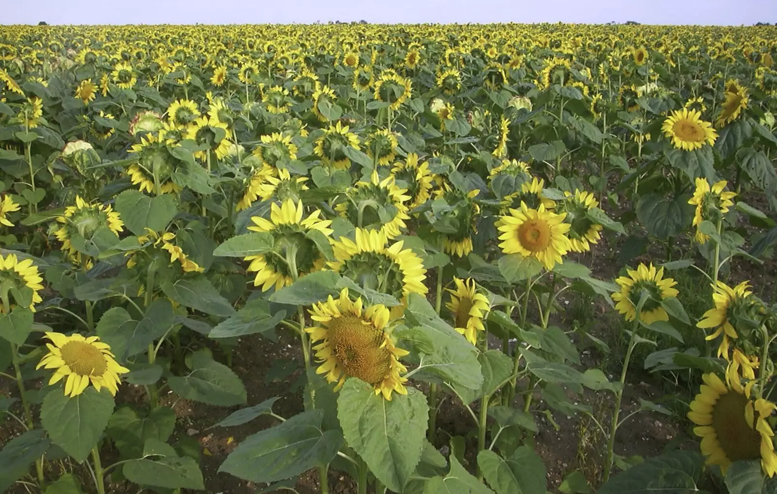 A field of sunflowers near Yaxley, from 3G Lab Moves Offices, Milton Road, Cambourne and Cambridge - 27th August 2001