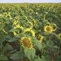A field of sunflowers near Yaxley, 3G Lab Moves Offices, Milton Road, Cambourne and Cambridge - 27th August 2001