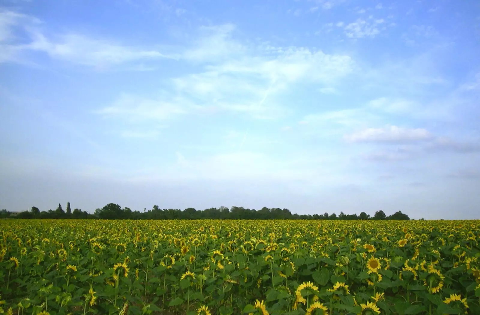 A field of sunflowers, from A 3G Lab Sailing Trip, Shotley, Suffolk - 6th September 2001