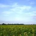 A field of sunflowers, A 3G Lab Sailing Trip, Shotley, Suffolk - 6th September 2001