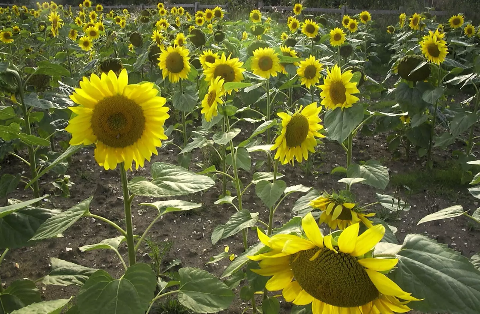 Sunflowers, from A 3G Lab Sailing Trip, Shotley, Suffolk - 6th September 2001