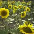 Sunflowers, A 3G Lab Sailing Trip, Shotley, Suffolk - 6th September 2001