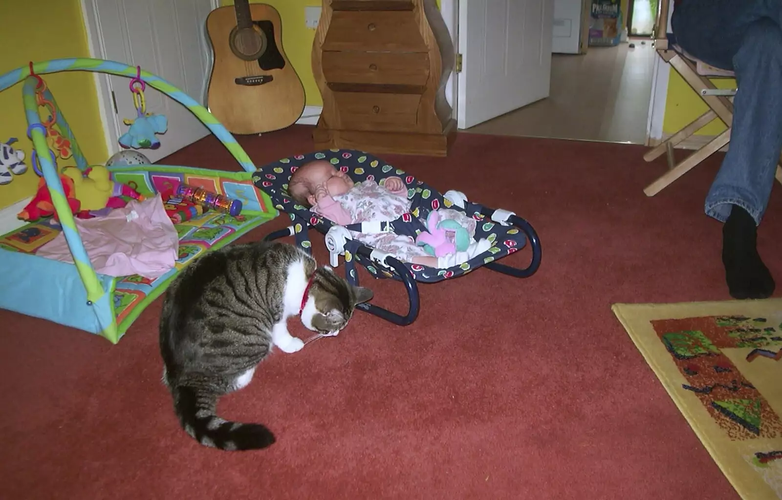 Holly the Cat sniffs the interloper, from Sean's New Sprog, New Milton and Hordle, Hampshire - 12th September 2001