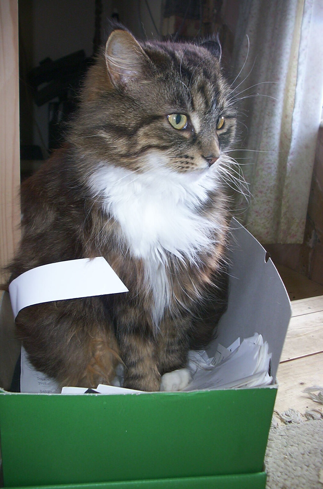 Spammy's Barbeque and A Summer Miscellany - 1st June 2002: More cat-in-a-box