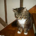 2002 Sophie the cat