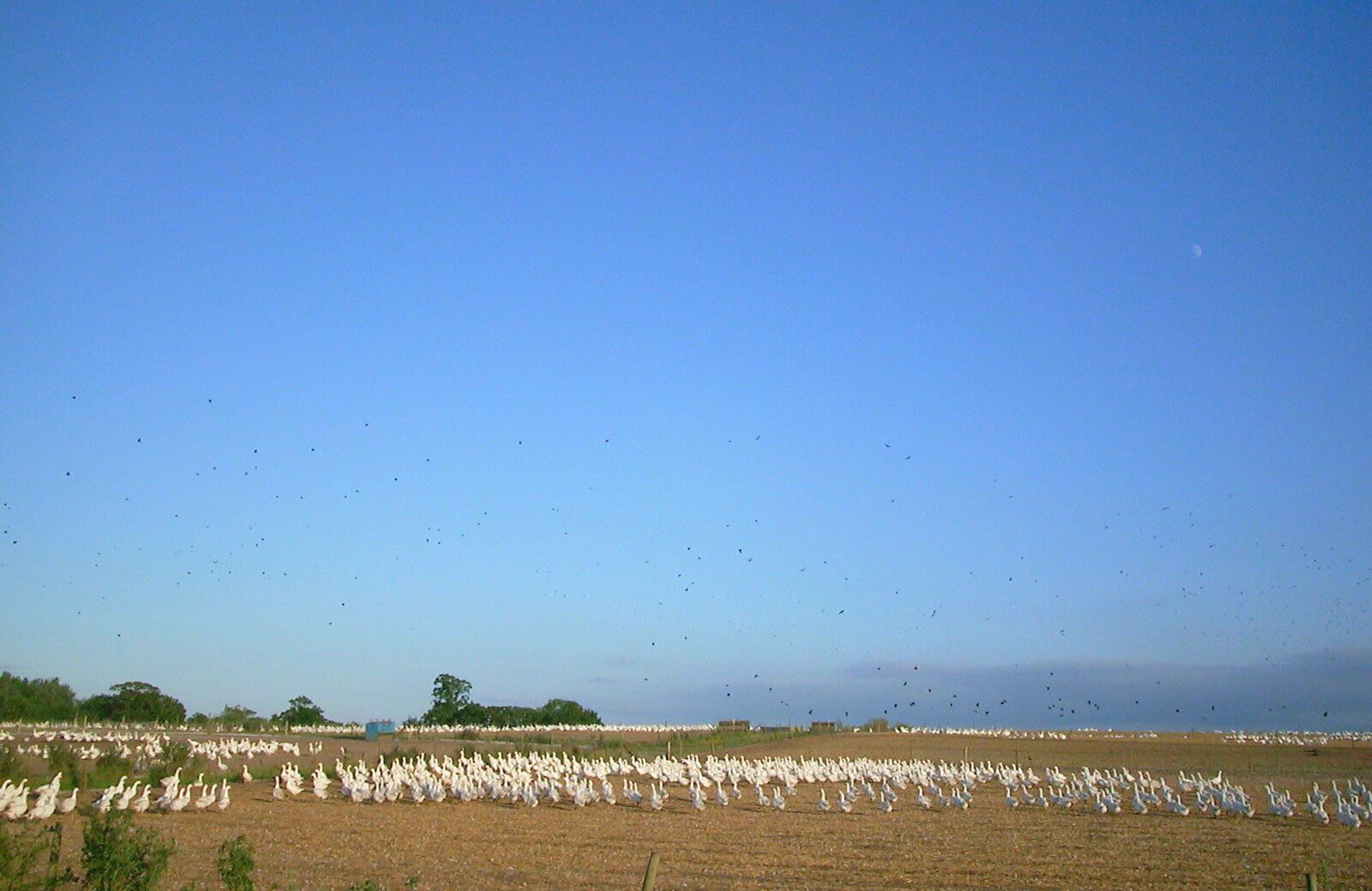 A million geese in a field off Fen Road from BSCC Rides, Petanque at the Swan and July Miscellany - 21st July 2002