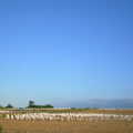 A million geese in a field off Fen Road, BSCC Rides, Petanque at the Swan and July Miscellany - 21st July 2002