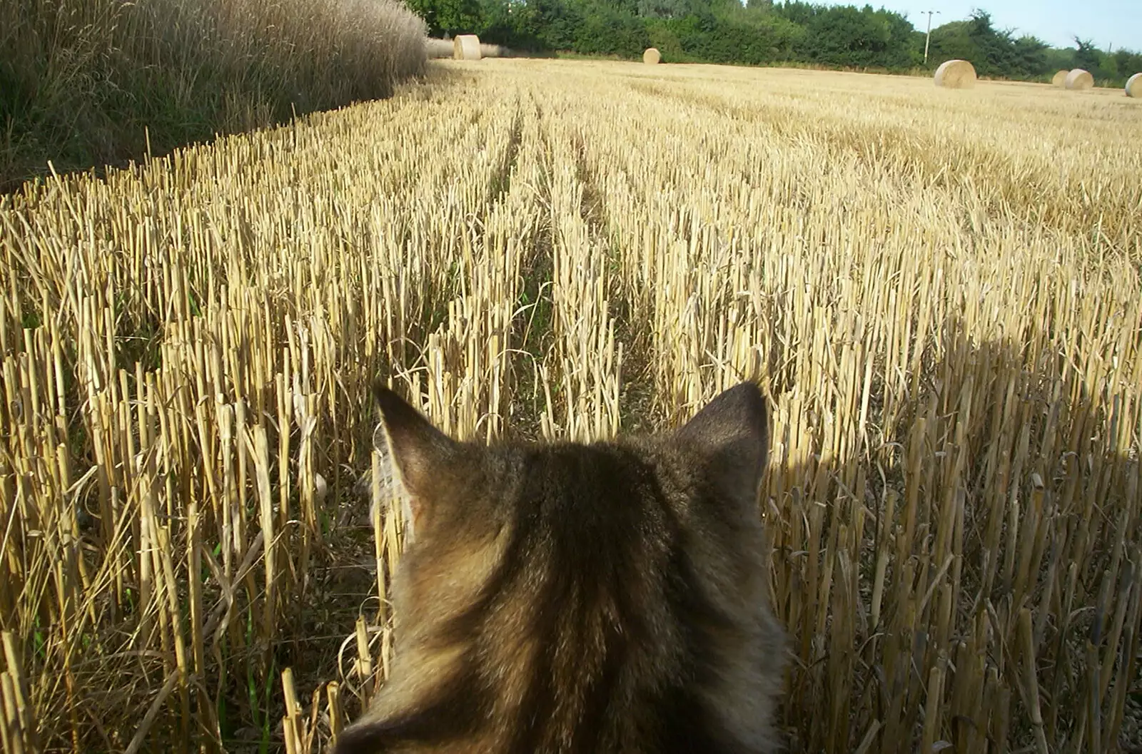 A cat's eye view of the stubble field, from Alan gets a Cherry Picker, Brome, Suffolk - 2nd August 2002