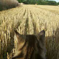 A cat's eye view of the stubble field, Alan gets a Cherry Picker, Brome, Suffolk - 2nd August 2002