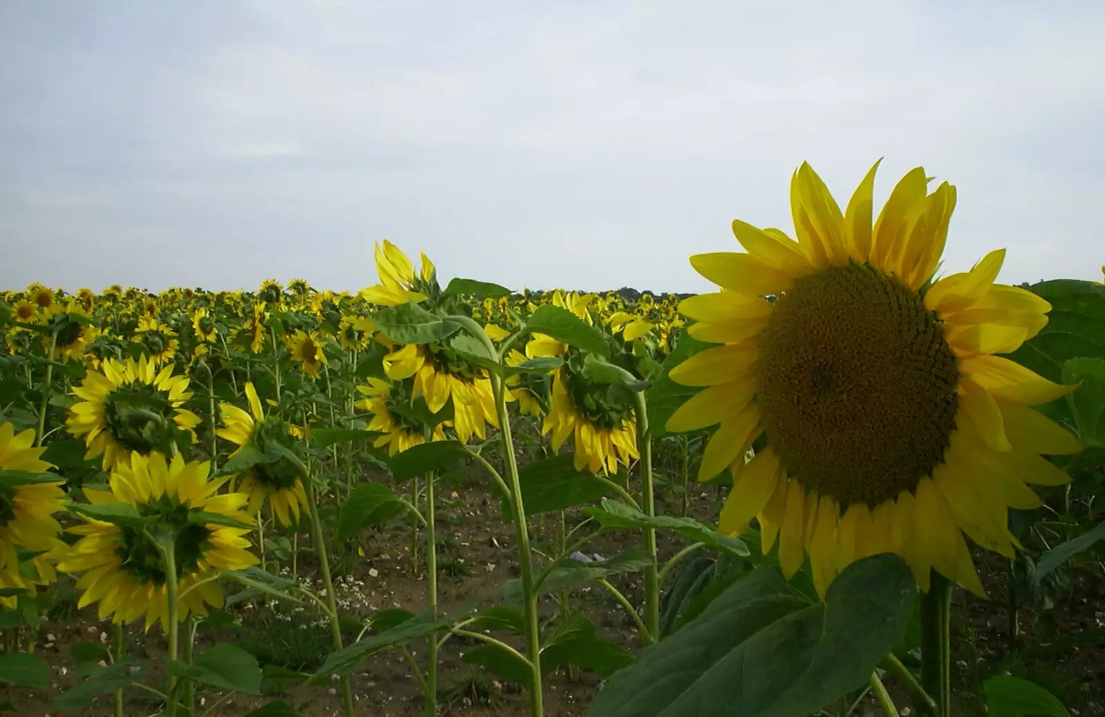 Sunflowers, from Alan gets a Cherry Picker, Brome, Suffolk - 2nd August 2002