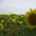 Sunflowers, Alan gets a Cherry Picker, Brome, Suffolk - 2nd August 2002