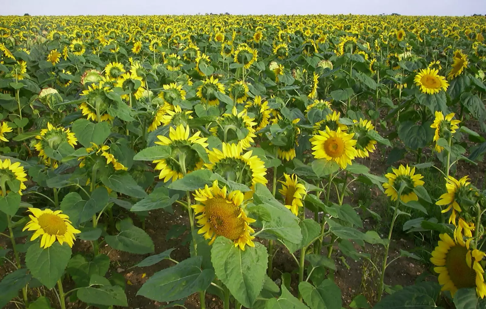 A field on sunflowers off the Yaxley straight, from Alan gets a Cherry Picker, Brome, Suffolk - 2nd August 2002