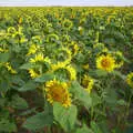 A field on sunflowers off the Yaxley straight, Alan gets a Cherry Picker, Brome, Suffolk - 2nd August 2002