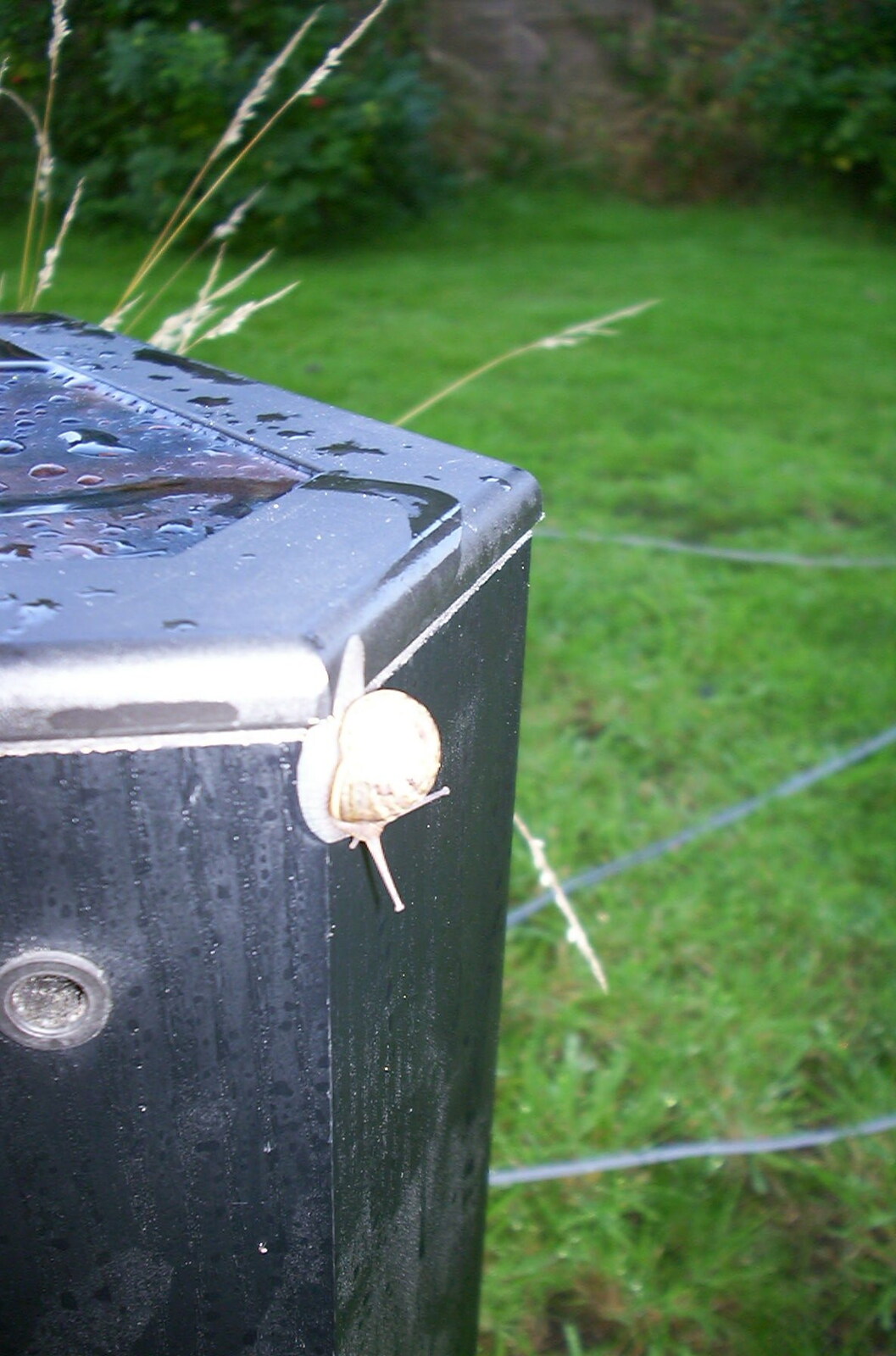 There's a snail stuck to a speaker in the garden from Nosher's BSCC Barbeque, Brome, Suffolk - 3rd August 2002