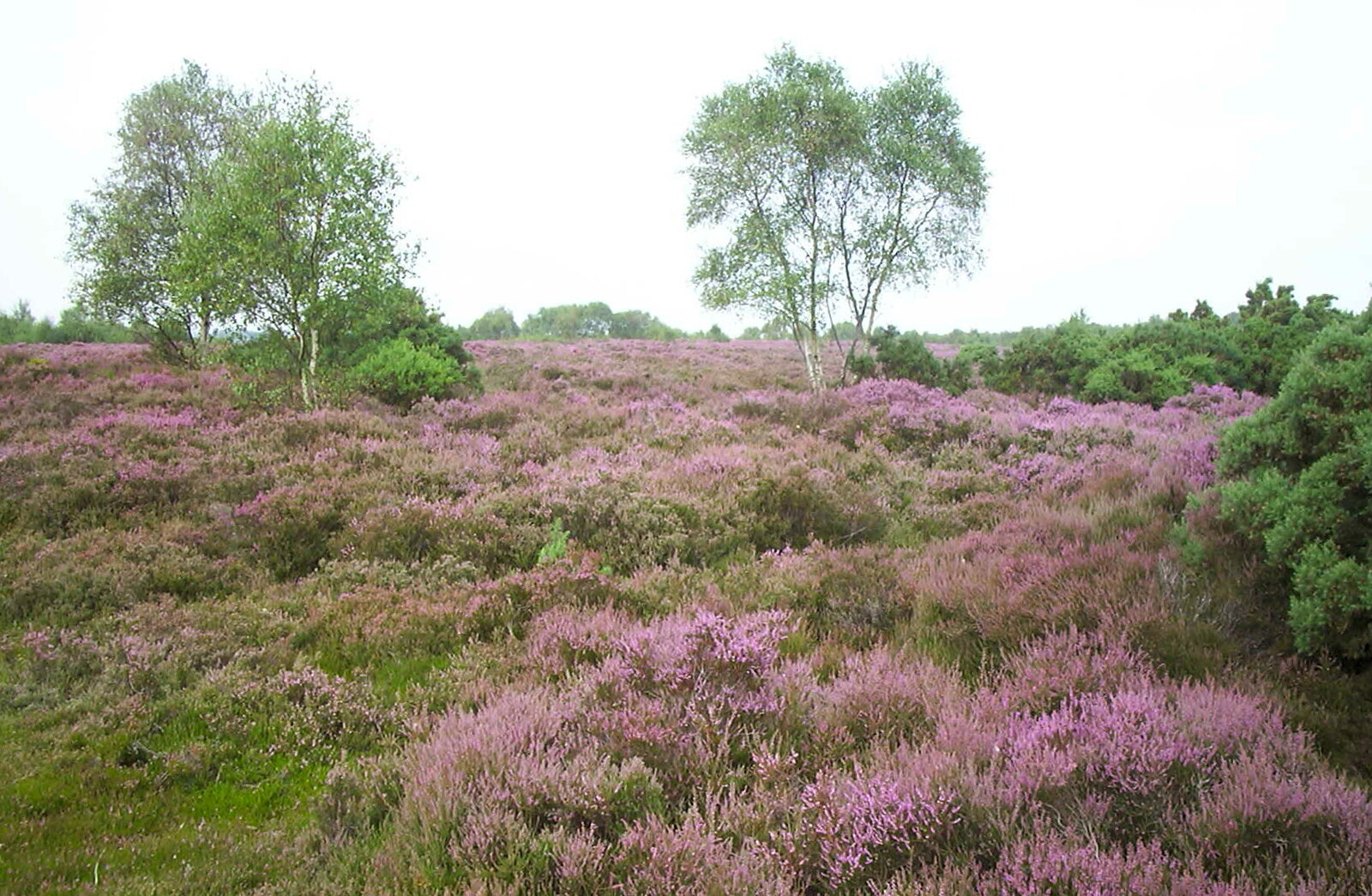 A BSCC Splinter Group Camping Weekend, Theberton, Suffolk - 11th August 2002: The heather is in full purple mode