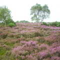 2002 The heather is in full purple mode