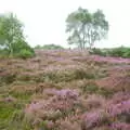 The heather is in full purple mode, A BSCC Splinter Group Camping Weekend, Theberton, Suffolk - 11th August 2002