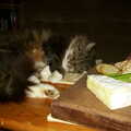 2002 Sophie sleeps next to the cheese