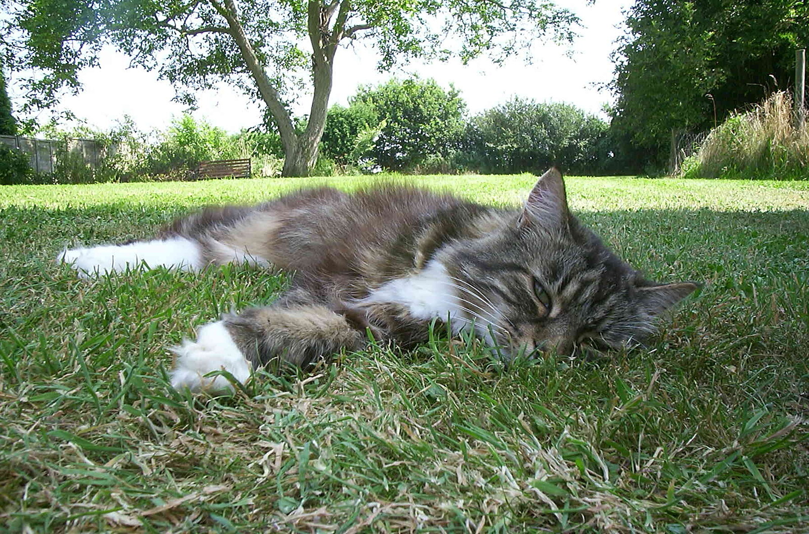 Sophie becomes one with the lawn from Mother and Mike Visit, and Cat Photos, Brome, Suffolk - 1st September 2002